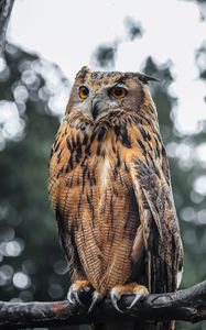 Preview wallpaper eagle owl, bird, brown, wildlife