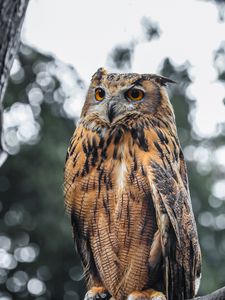 Preview wallpaper eagle owl, bird, brown, wildlife