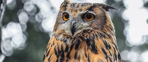 Preview wallpaper eagle owl, bird, brown, wildlife
