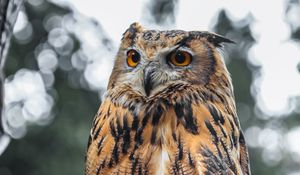 Preview wallpaper eagle owl, bird, brown, wildlife