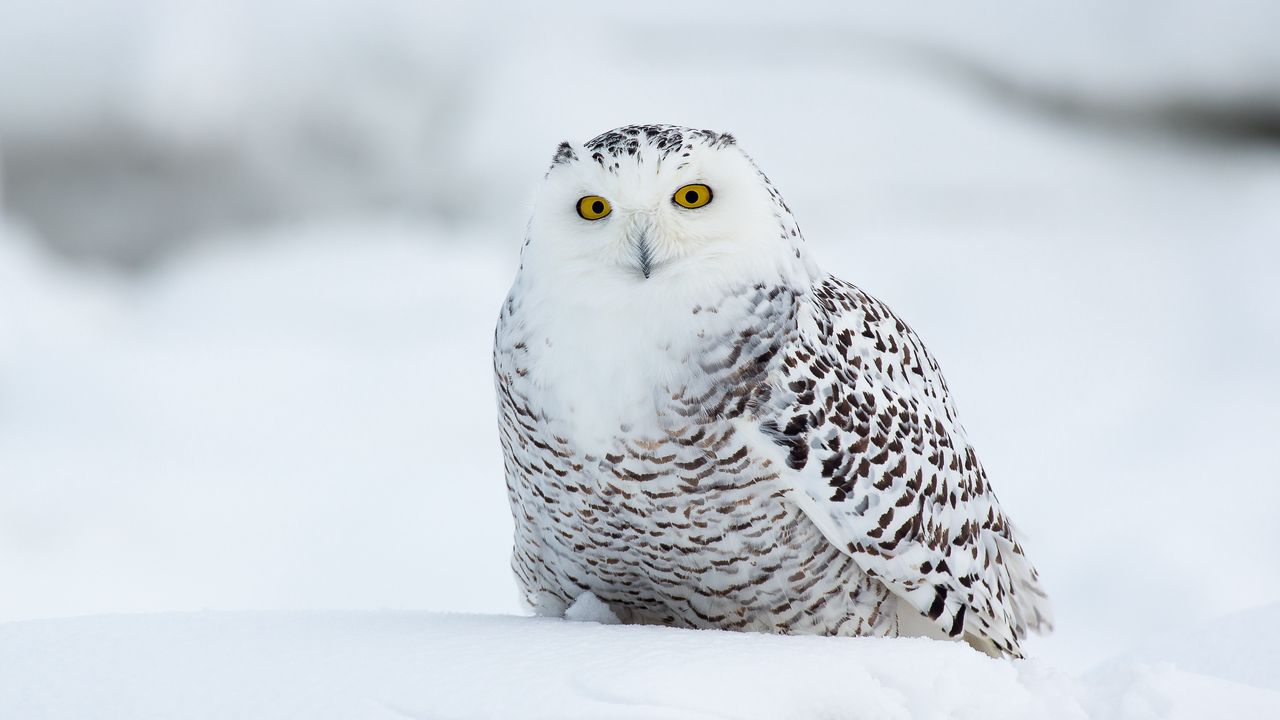 Wallpaper eagle owl, bird, funny, white hd, picture, image