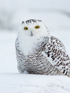 Preview wallpaper eagle owl, bird, funny, white