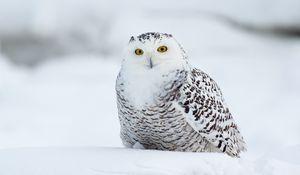 Preview wallpaper eagle owl, bird, funny, white