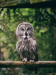 Preview wallpaper eagle owl, bird, predator, glance