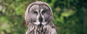 Preview wallpaper eagle owl, bird, predator, glance