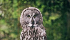 Preview wallpaper eagle owl, bird, predator, glance