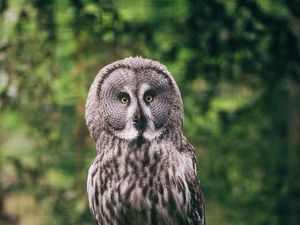 Preview wallpaper eagle owl, bird, predator, glance