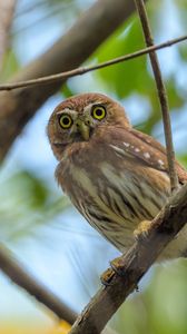 Preview wallpaper eagle owl, bird, view, predator