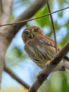 Preview wallpaper eagle owl, bird, view, predator