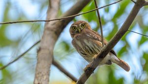 Preview wallpaper eagle owl, bird, view, predator