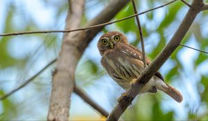 Preview wallpaper eagle owl, bird, view, predator