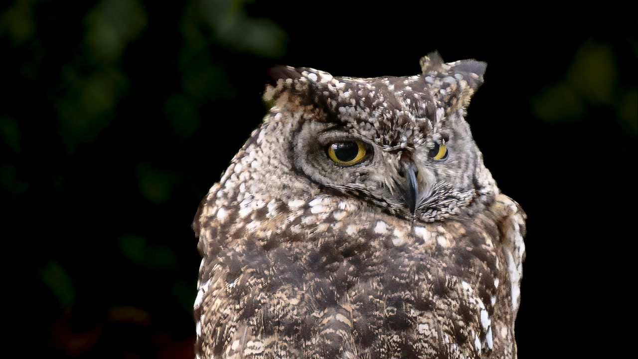 Wallpaper eagle owl, bird, wildlife, branch, darkness