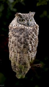 Preview wallpaper eagle owl, bird, wildlife, branch, darkness