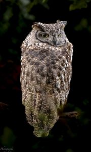 Preview wallpaper eagle owl, bird, wildlife, branch, darkness