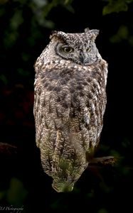 Preview wallpaper eagle owl, bird, wildlife, branch, darkness