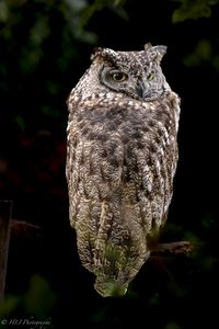 Preview wallpaper eagle owl, bird, wildlife, branch, darkness