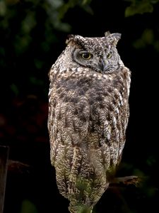 Preview wallpaper eagle owl, bird, wildlife, branch, darkness