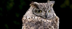 Preview wallpaper eagle owl, bird, wildlife, branch, darkness