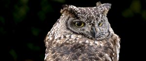 Preview wallpaper eagle owl, bird, wildlife, branch, darkness
