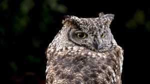 Preview wallpaper eagle owl, bird, wildlife, branch, darkness