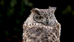 Preview wallpaper eagle owl, bird, wildlife, branch, darkness