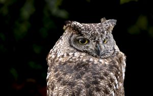 Preview wallpaper eagle owl, bird, wildlife, branch, darkness