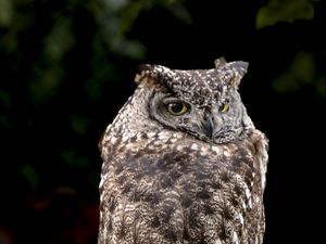 Preview wallpaper eagle owl, bird, wildlife, branch, darkness