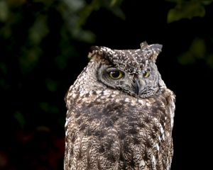 Preview wallpaper eagle owl, bird, wildlife, branch, darkness