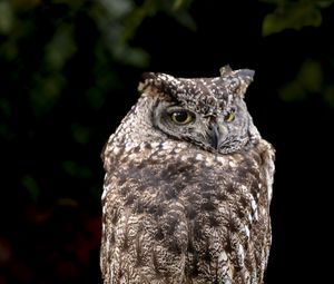 Preview wallpaper eagle owl, bird, wildlife, branch, darkness