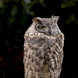 Preview wallpaper eagle owl, bird, wildlife, branch, darkness