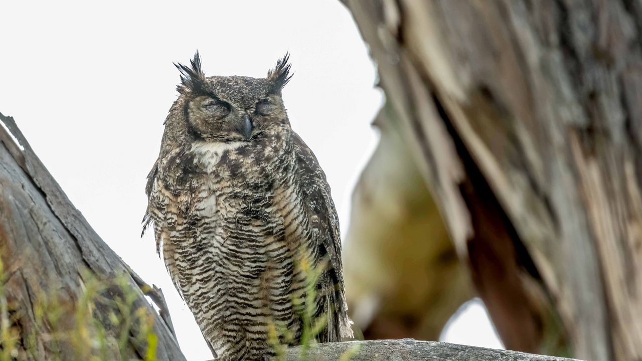 Wallpaper eagle owl, bird, wildlife, branch