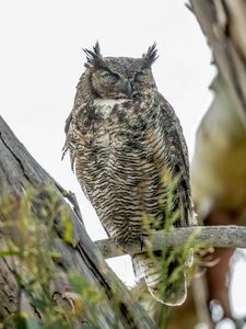 Preview wallpaper eagle owl, bird, wildlife, branch