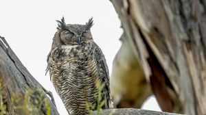 Preview wallpaper eagle owl, bird, wildlife, branch