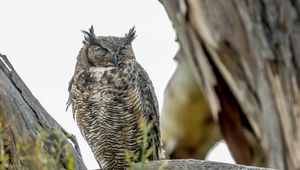 Preview wallpaper eagle owl, bird, wildlife, branch