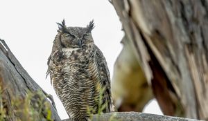 Preview wallpaper eagle owl, bird, wildlife, branch