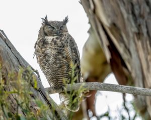 Preview wallpaper eagle owl, bird, wildlife, branch
