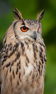 Preview wallpaper eagle owl, feathers, bird, wildlife