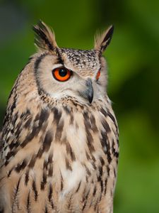 Preview wallpaper eagle owl, feathers, bird, wildlife