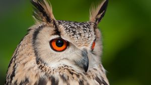 Preview wallpaper eagle owl, feathers, bird, wildlife