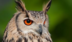 Preview wallpaper eagle owl, feathers, bird, wildlife