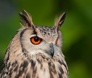 Preview wallpaper eagle owl, feathers, bird, wildlife