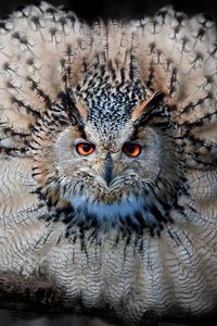 Preview wallpaper eagle owl, owl, bird, predator, feathers