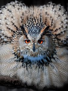 Preview wallpaper eagle owl, owl, bird, predator, feathers