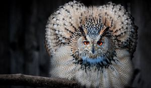 Preview wallpaper eagle owl, owl, bird, predator, feathers