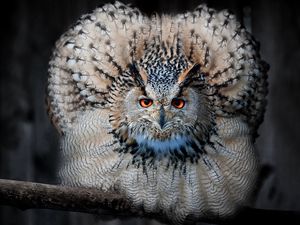 Preview wallpaper eagle owl, owl, bird, predator, feathers