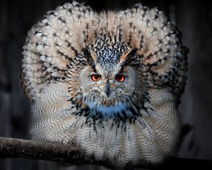 Preview wallpaper eagle owl, owl, bird, predator, feathers