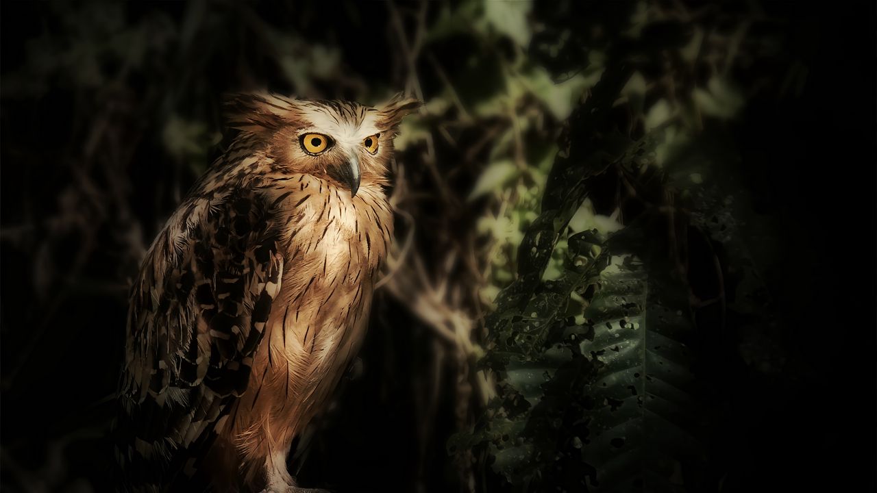 Wallpaper eagle owl, owl, bird, wildlife, feathers