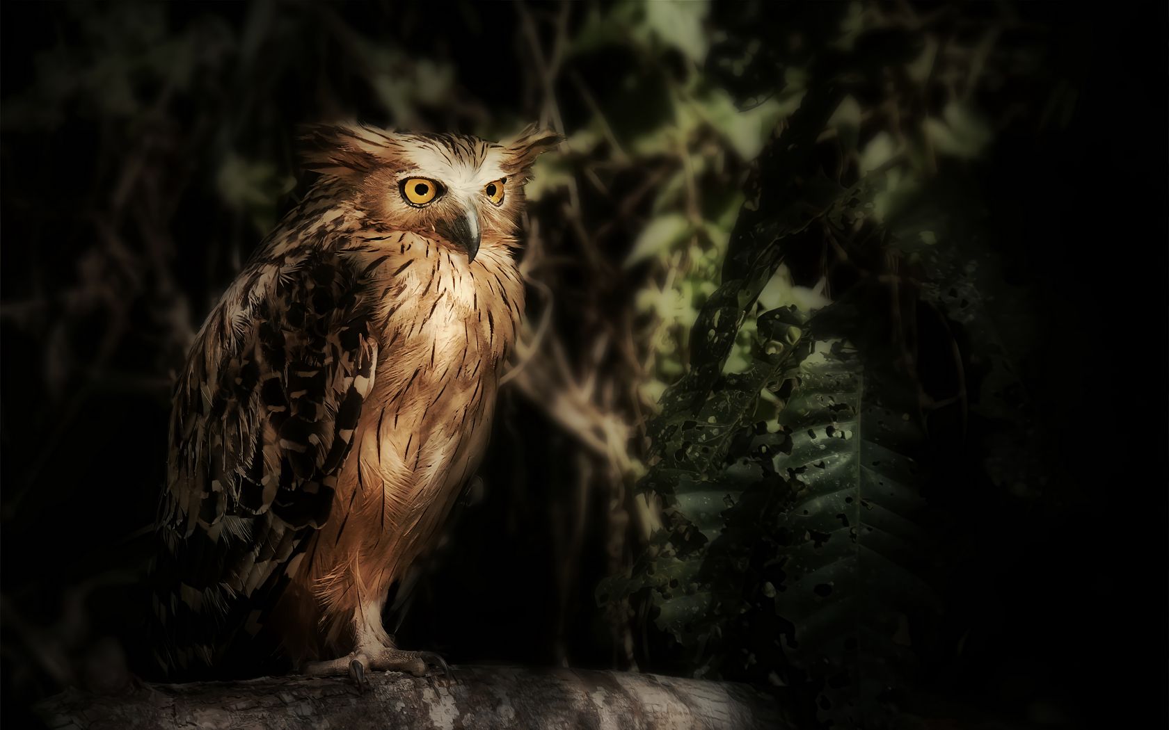 1680x1050 Wallpaper eagle owl, owl, bird, wildlife, feathers