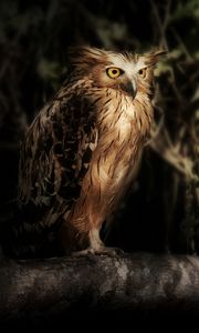 Preview wallpaper eagle owl, owl, bird, wildlife, feathers