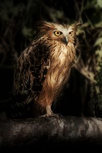 Preview wallpaper eagle owl, owl, bird, wildlife, feathers